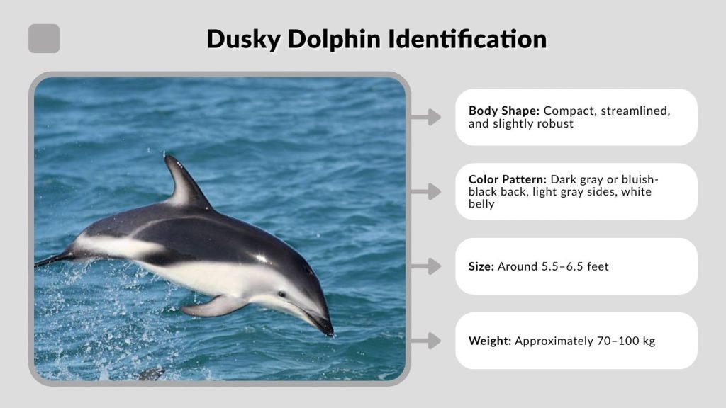 Dusky Dolphin Identification