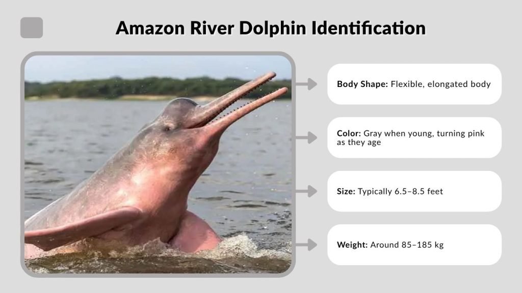 Amazon River Dolphin Identification