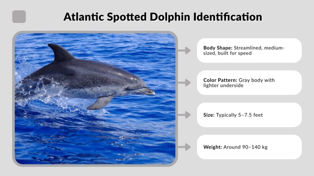 Atlantic Spotted Dolphin Identification
