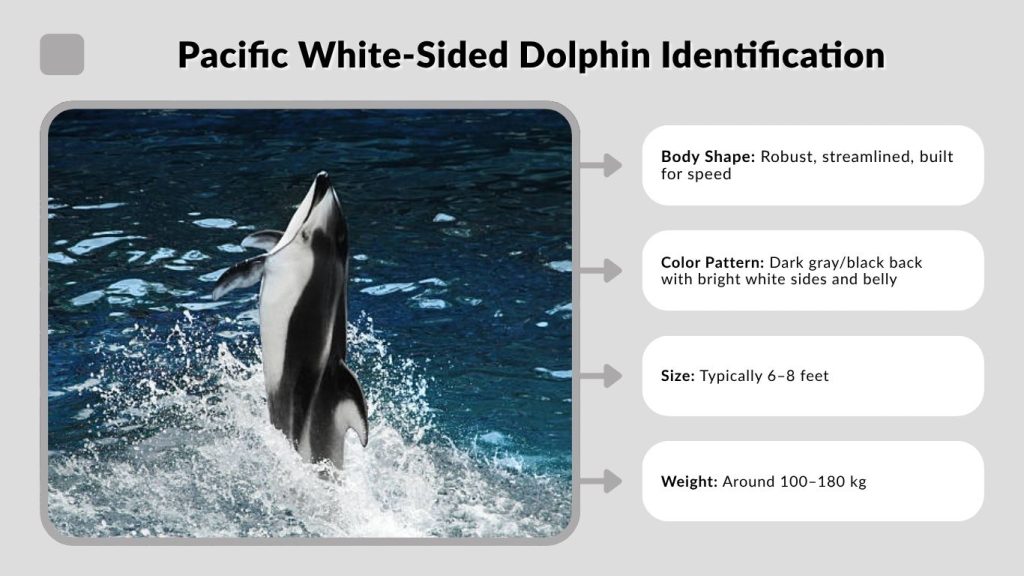 Pacific White-Sided Dolphin Identification
