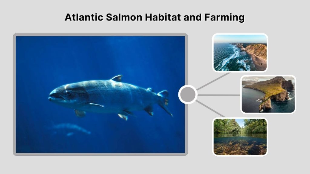 Atlantic Salmon Habitat and Farming