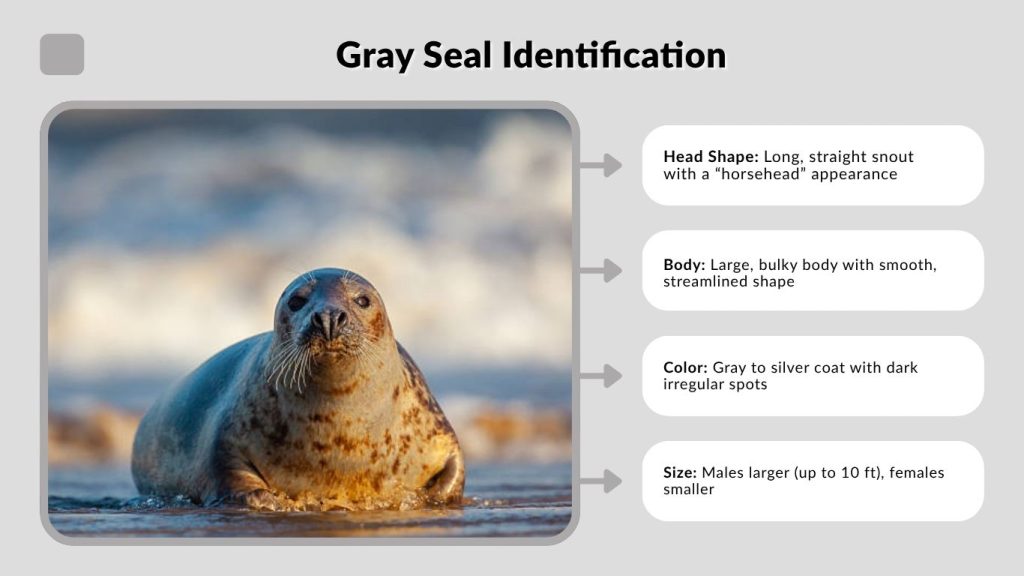 Gray Seal Identification