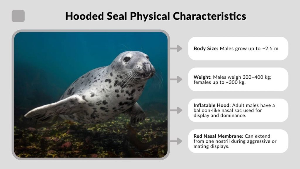 Hooded Seal Physical Characteristics