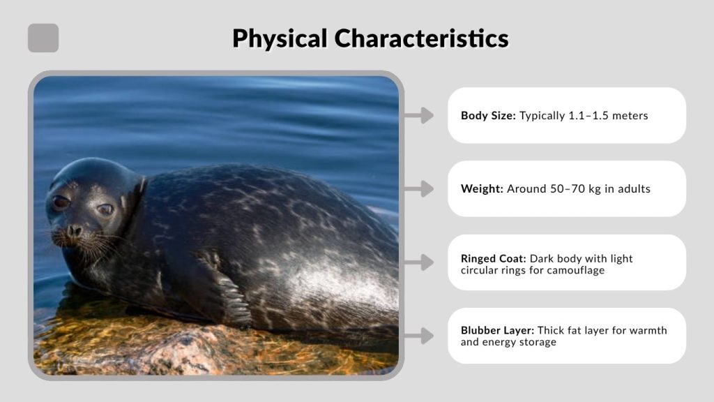 Physical Characteristics