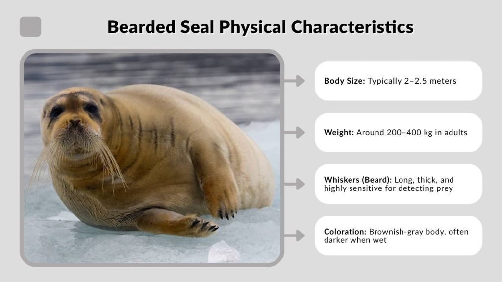 Bearded Seal Physical Characteristics