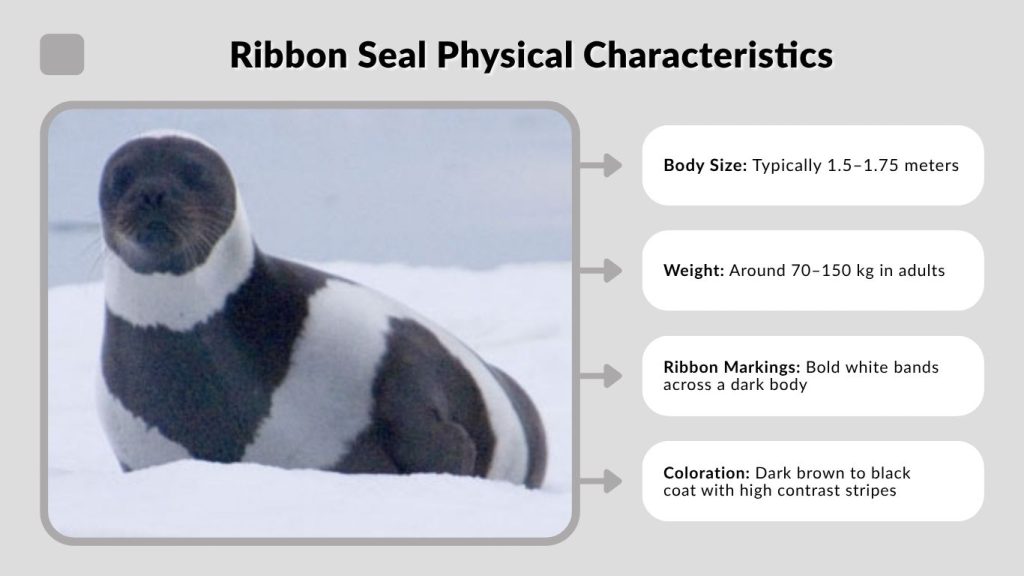 Ribbon Seal Physical Characteristics
