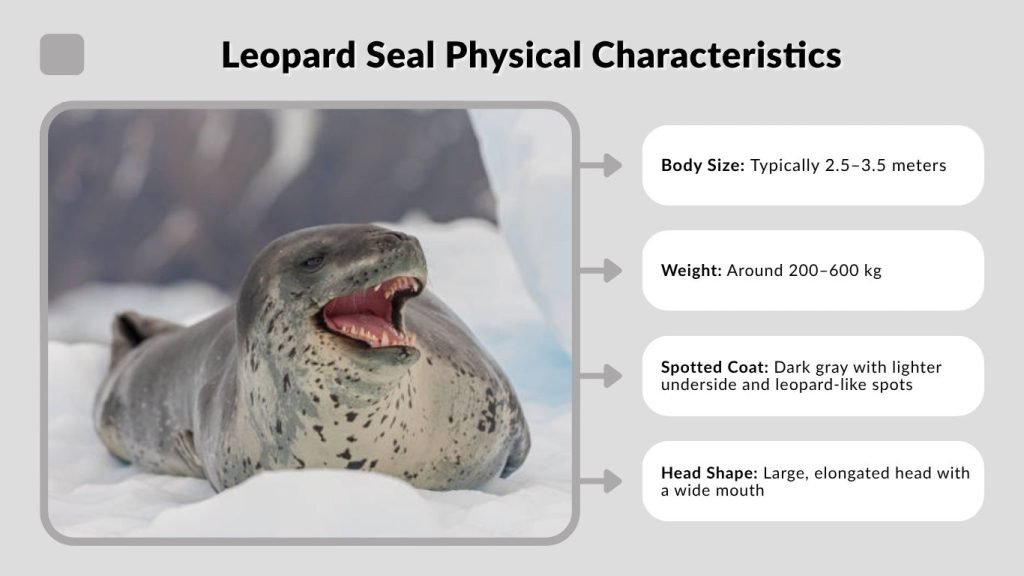 Leopard Seal Physical Characteristics