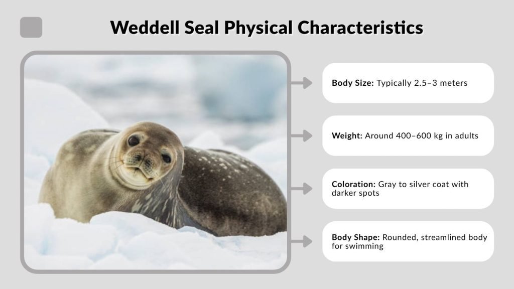 Weddell Seal Physical Characteristics