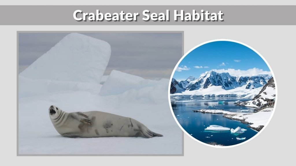 Crabeater Seal Habitat