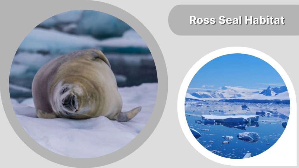 Ross Seal Habitat