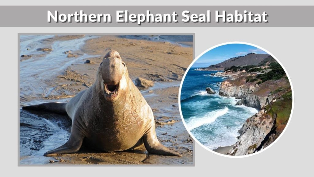 Northern Elephant Seal Habitat