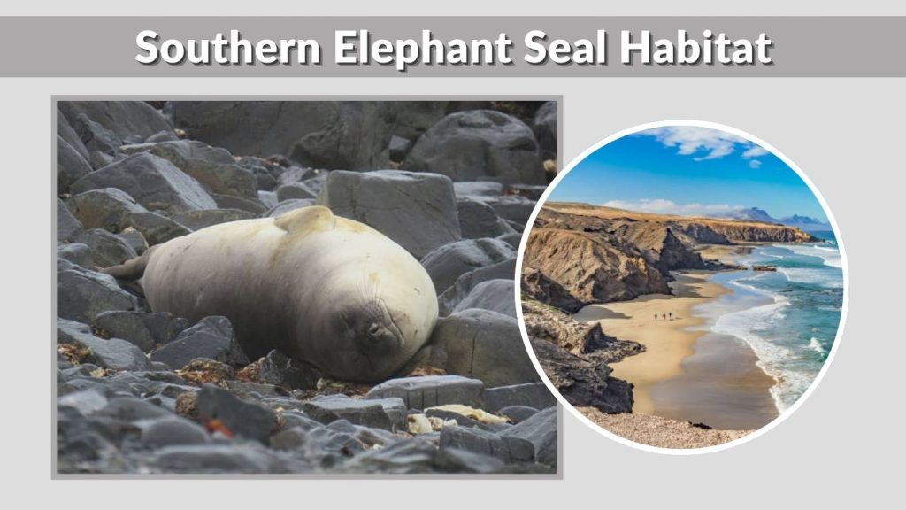 Southern Elephant Seal Habitat