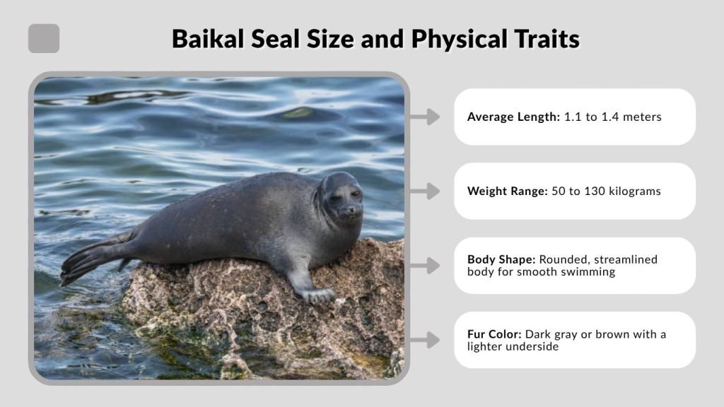 Baikal Seal Size and Physical Traits