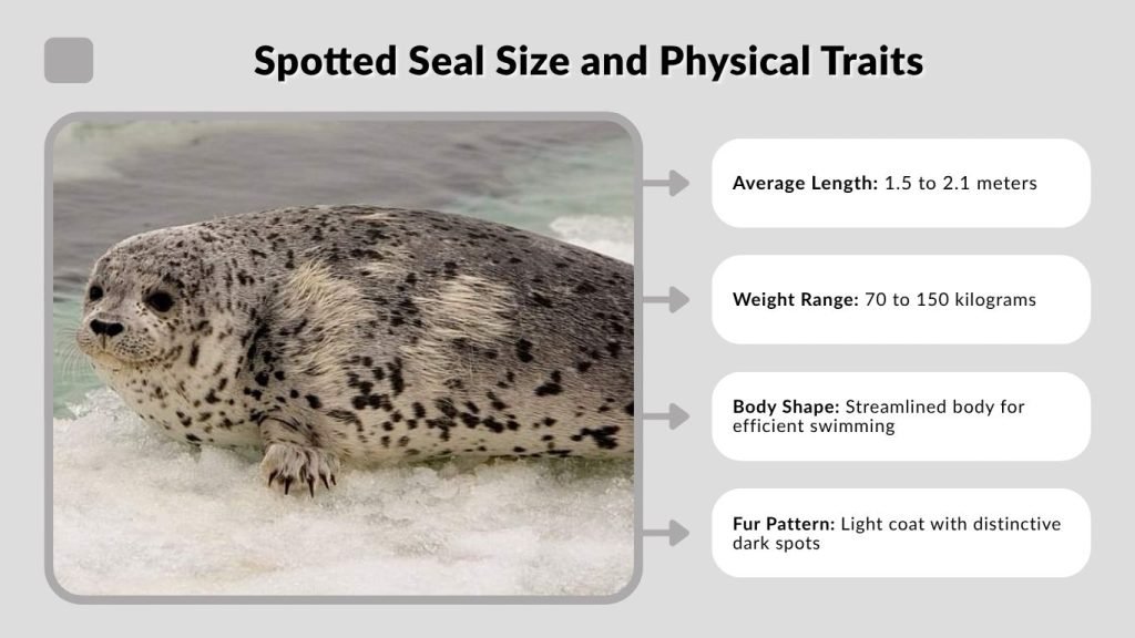 Spotted Seal Size and Physical Traits