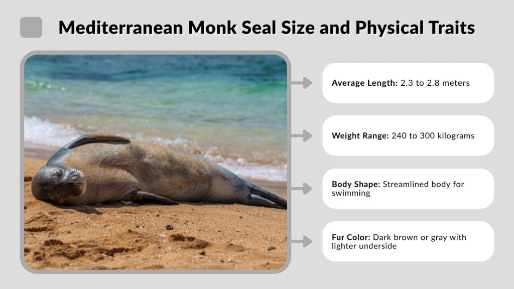 Mediterranean Monk Seal Size and Physical Traits