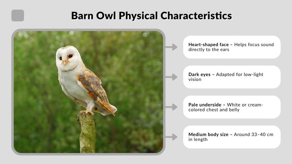 Barn Owl Physical Characteristics
