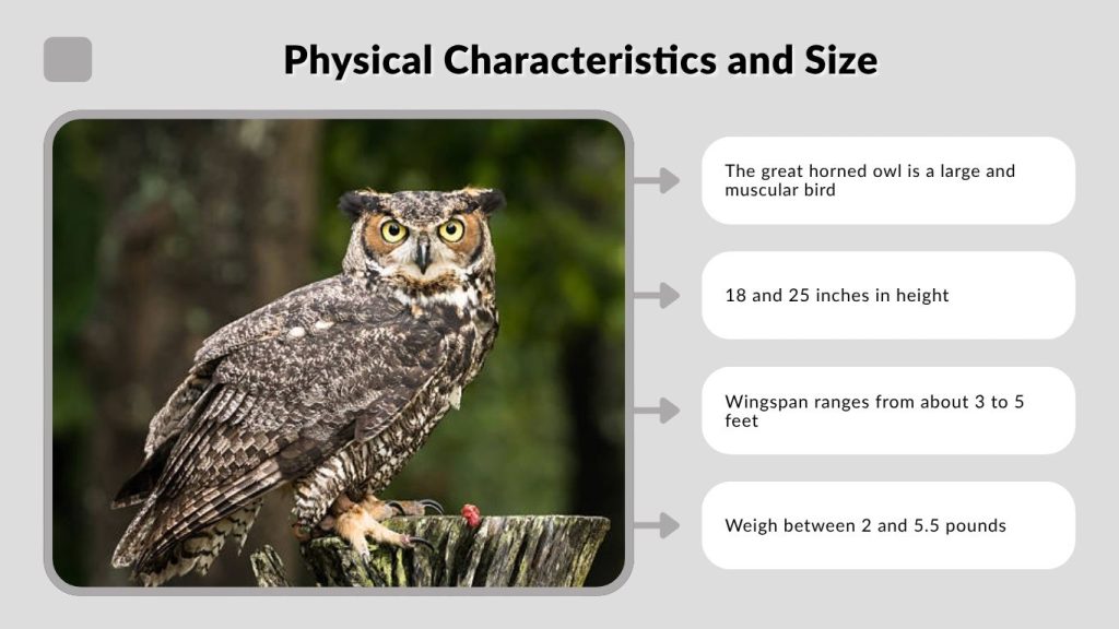 Physical Characteristics and Size