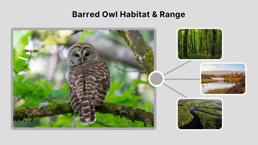 Barred Owl Habitat & Range