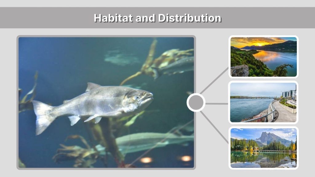 Habitat and Distribution