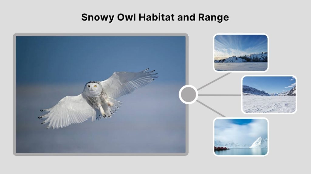 Snowy Owl Habitat and Range