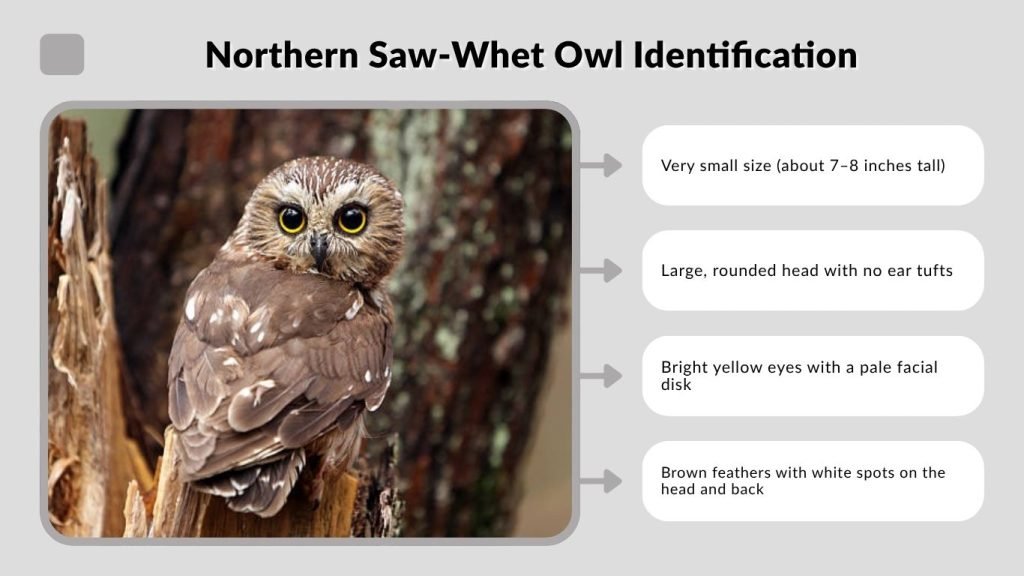 Northern Saw-Whet Owl Identification