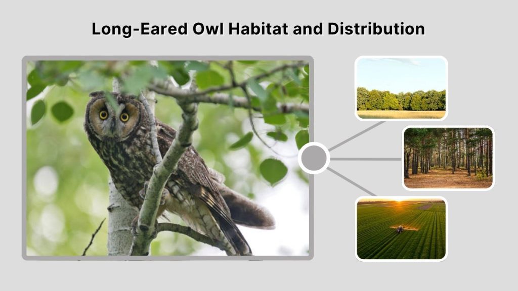Long-Eared Owl Habitat and Distribution
