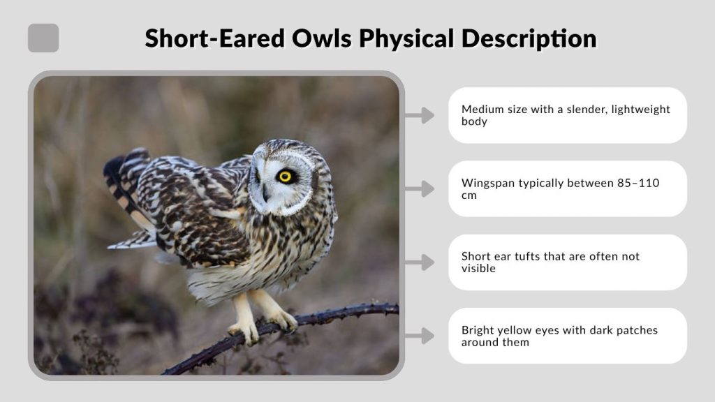 Short-Eared Owls Physical Description