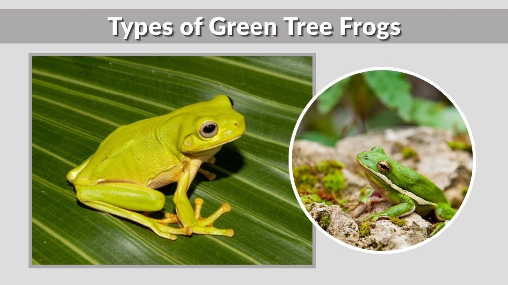 Types of Green Tree Frogs