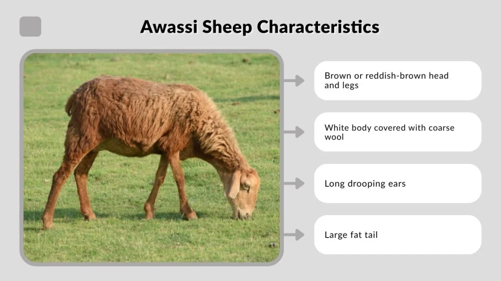 Awassi Sheep Characteristics