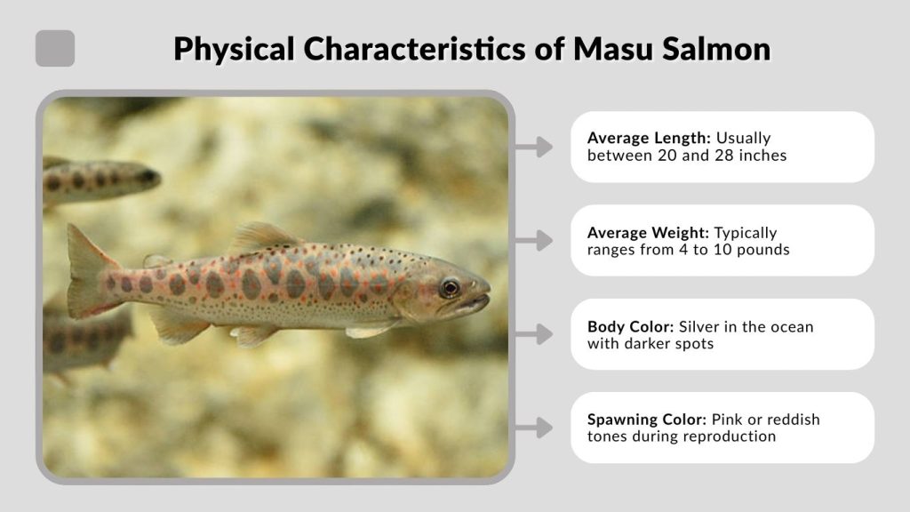 Physical Characteristics of Masu Salmon