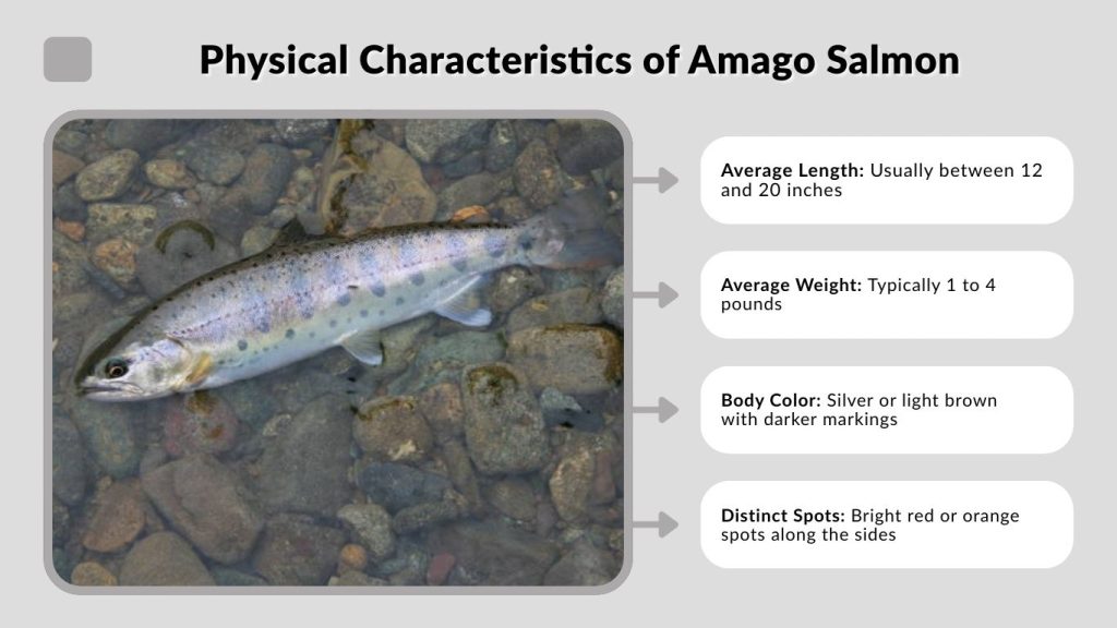 Physical Characteristics of Amago Salmon