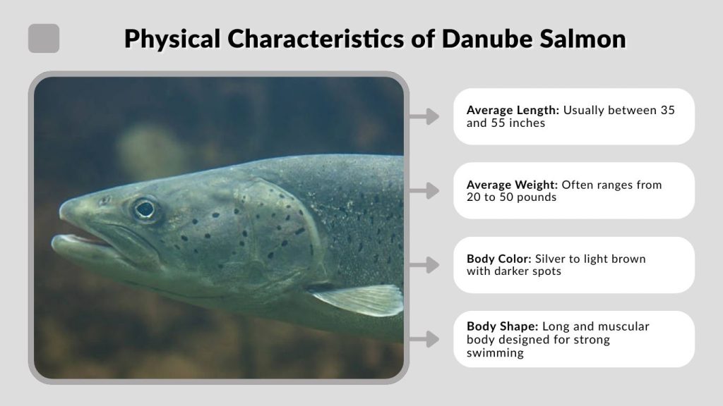 Physical Characteristics of Danube Salmon