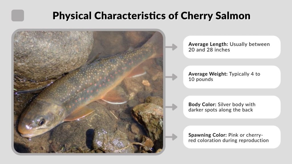 Physical Characteristics of Cherry Salmon