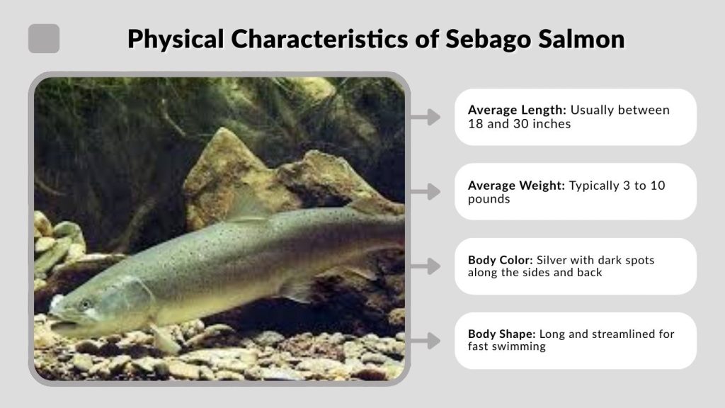 Physical Characteristics of Sebago Salmon