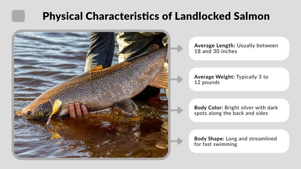 Physical Characteristics of Landlocked Salmon