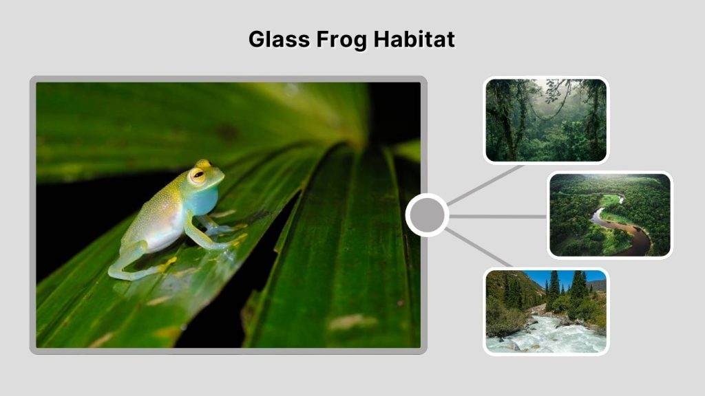 Glass Frog Habitat