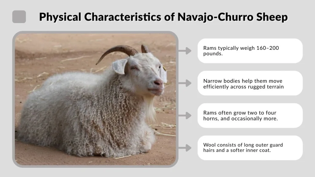 Physical Characteristics of Navajo-Churro Sheep