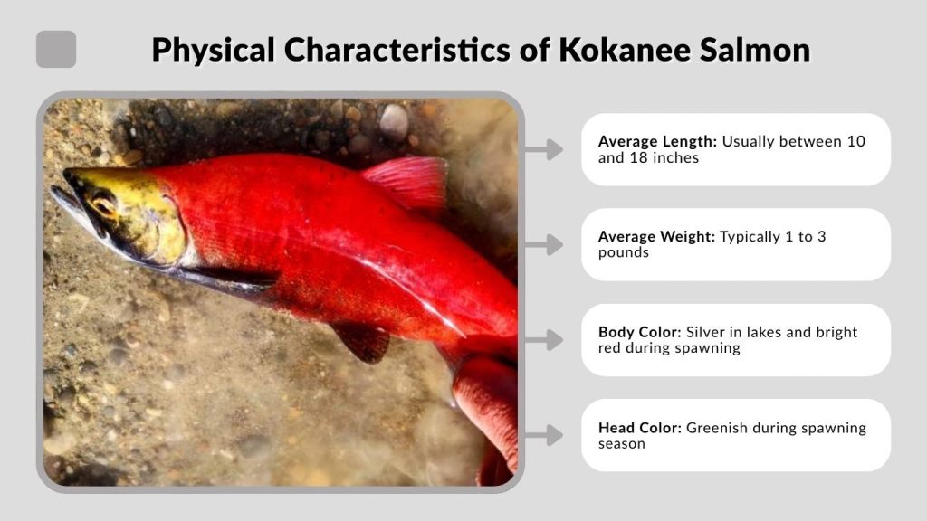 Physical Characteristics of Kokanee Salmon