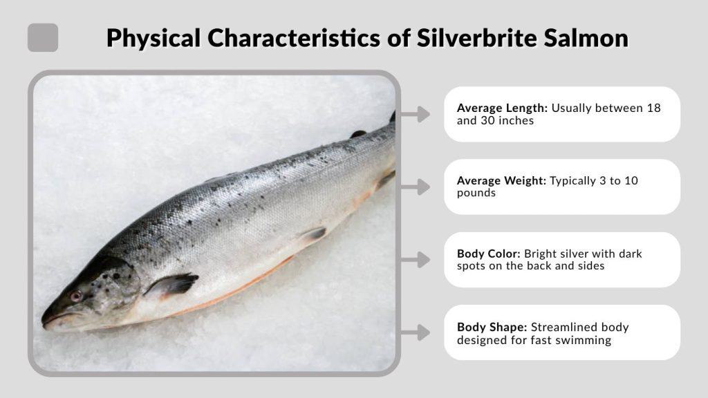 Physical Characteristics of Silverbrite Salmon