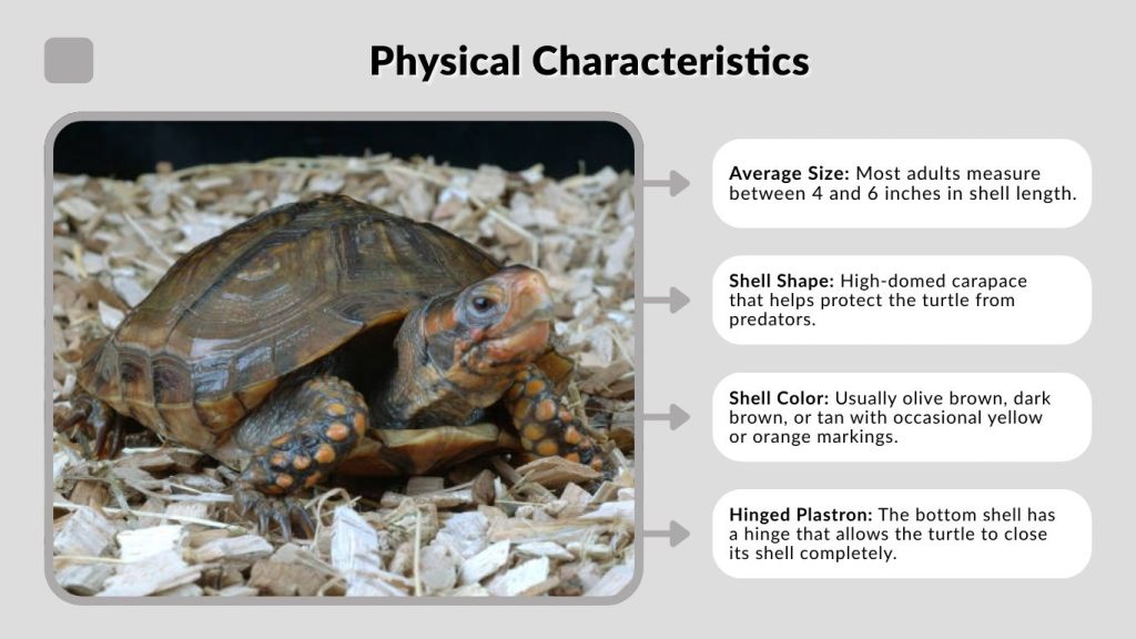 Physical Characteristics