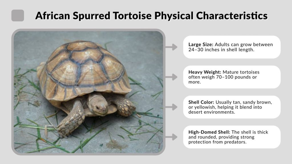 African Spurred Tortoise Physical Characteristics