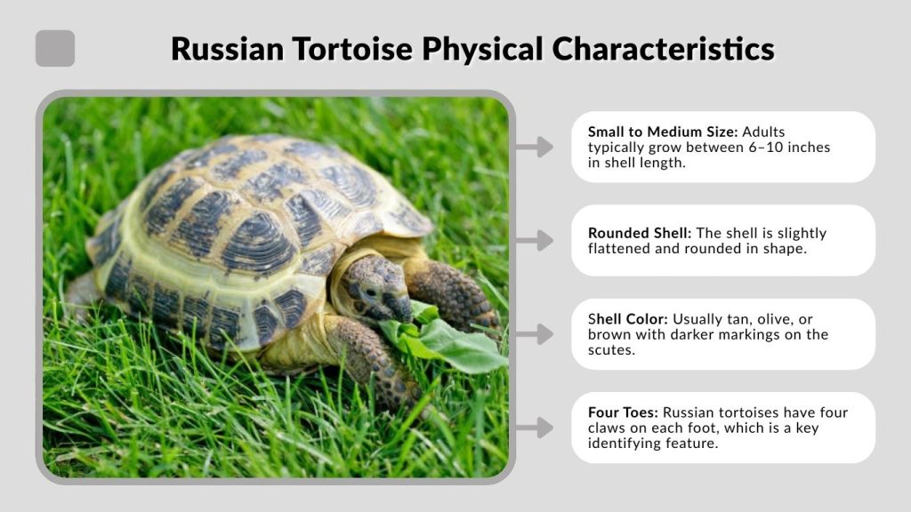 Russian Tortoise Physical Characteristics