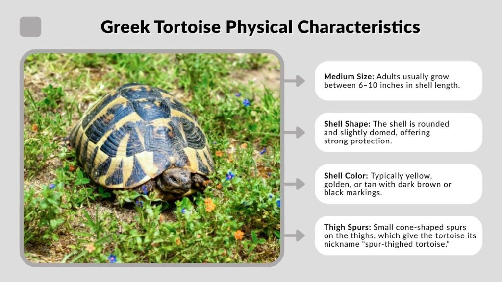 Greek Tortoise Physical Characteristics