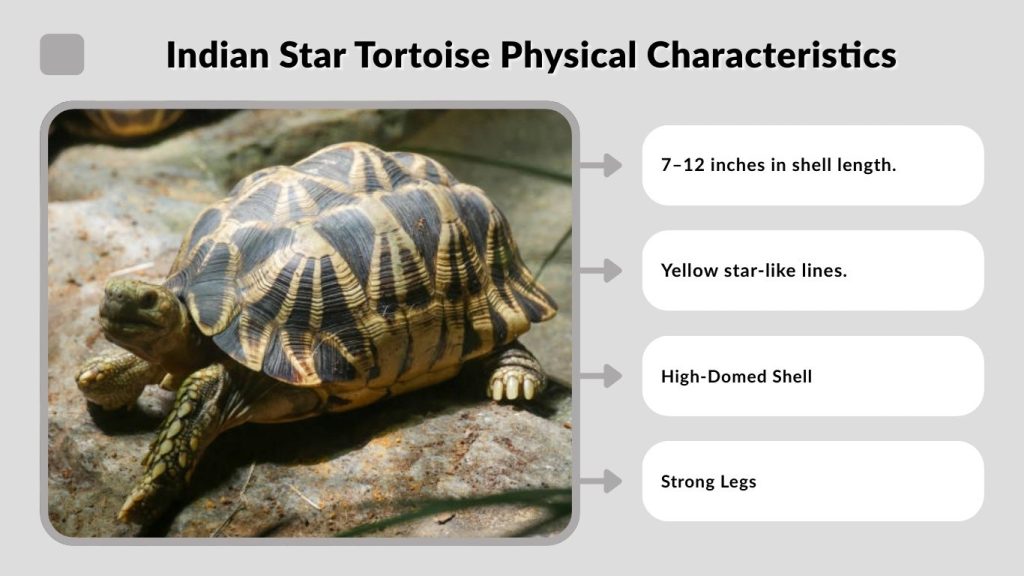 Indian Star Tortoise Physical Characteristics
