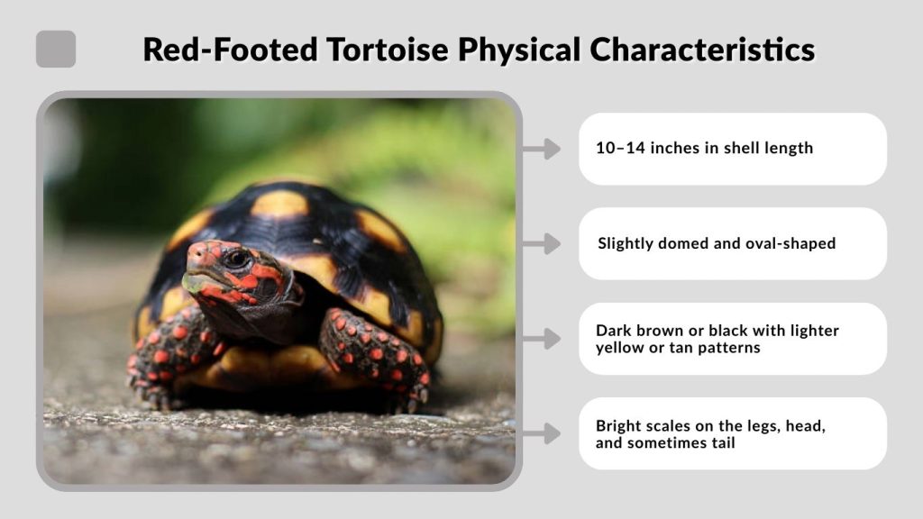 Red-Footed Tortoise Physical Characteristics
