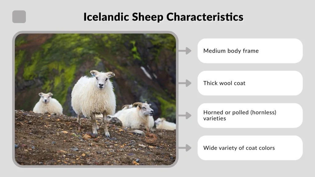 Icelandic Sheep Facts Characteristics Lifespan Diet Icelandic Sheep Facts Characteristics Lifespan Diet