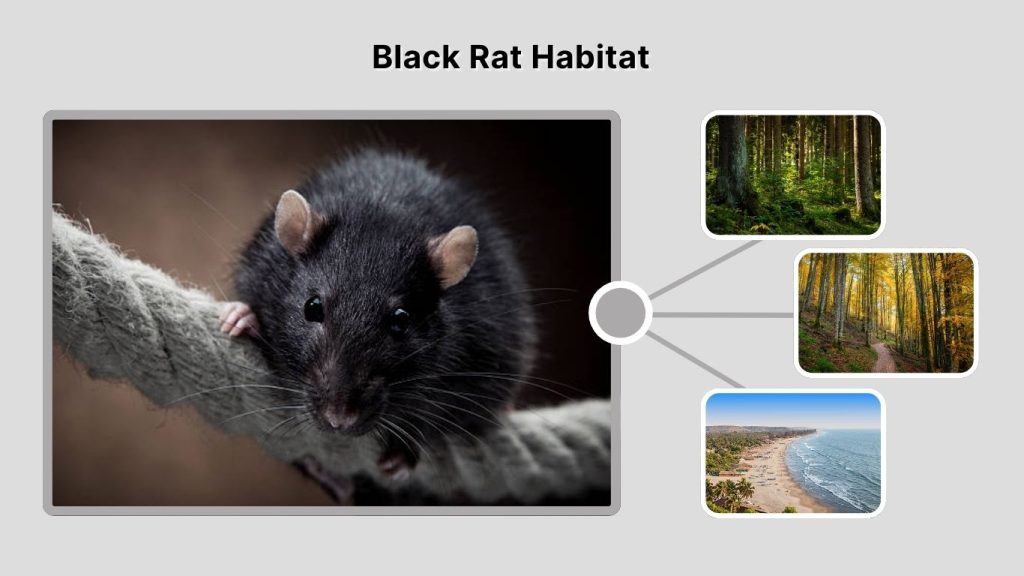Black Rat Habitat