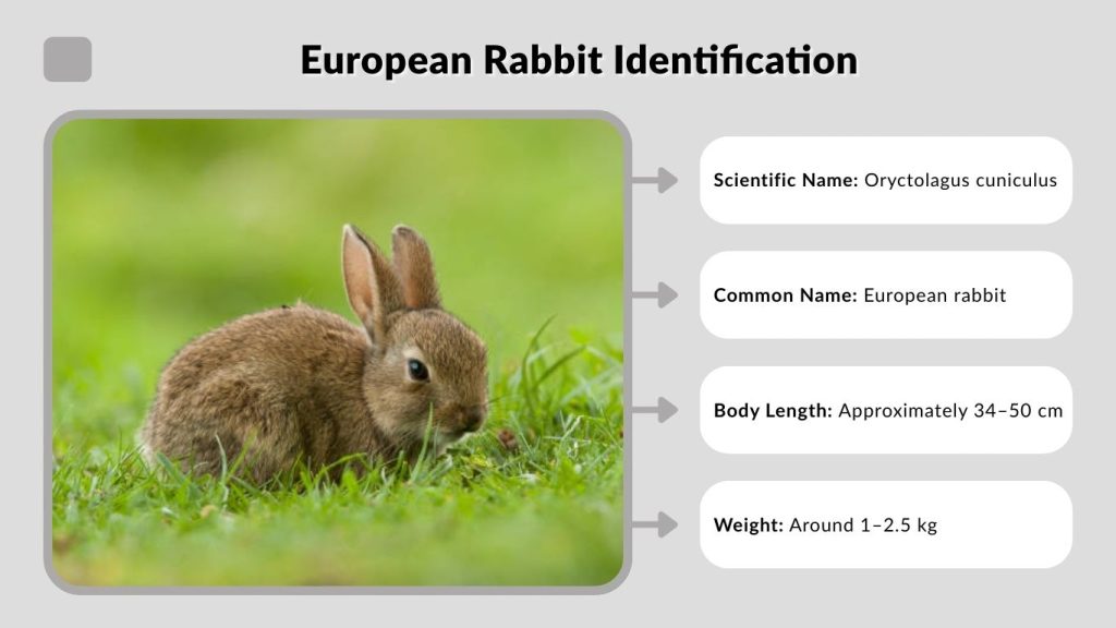 European Rabbit Identification
