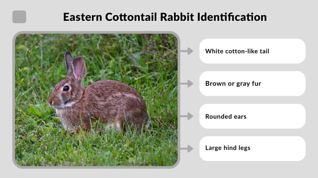 Eastern Cottontail Rabbit Identification