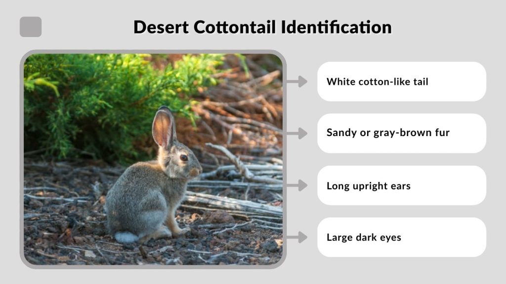 Desert Cottontail Identification